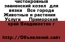 чистокровный зааненский козел  для вязки - Все города Животные и растения » Услуги   . Приморский край,Владивосток г.